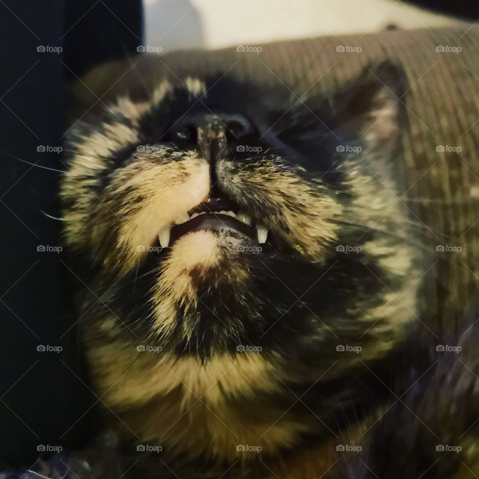 tortoiseshell cat fur