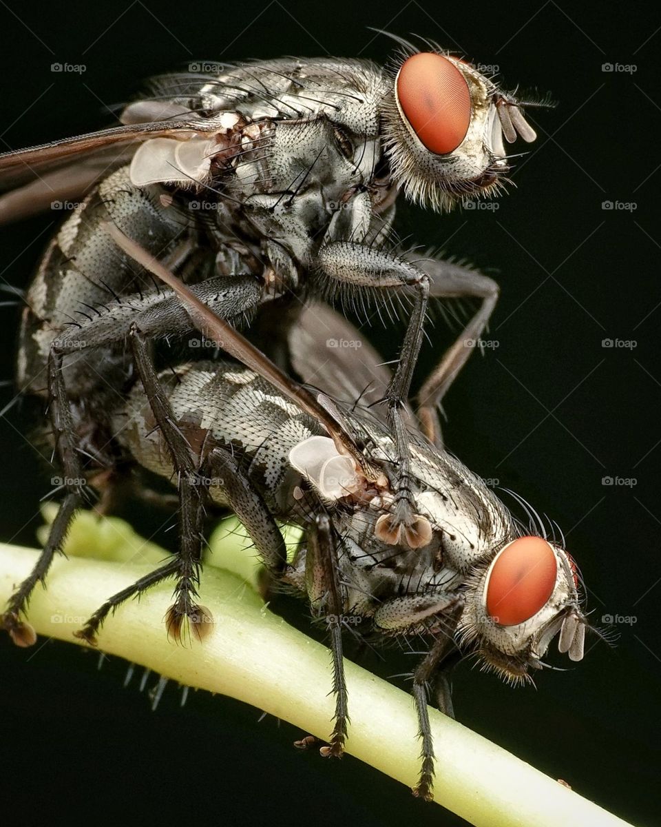 mating flies