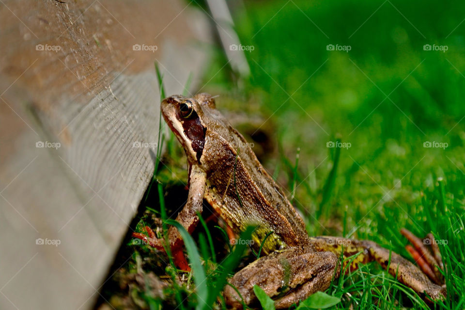 wood grass lost reptile by razornuku