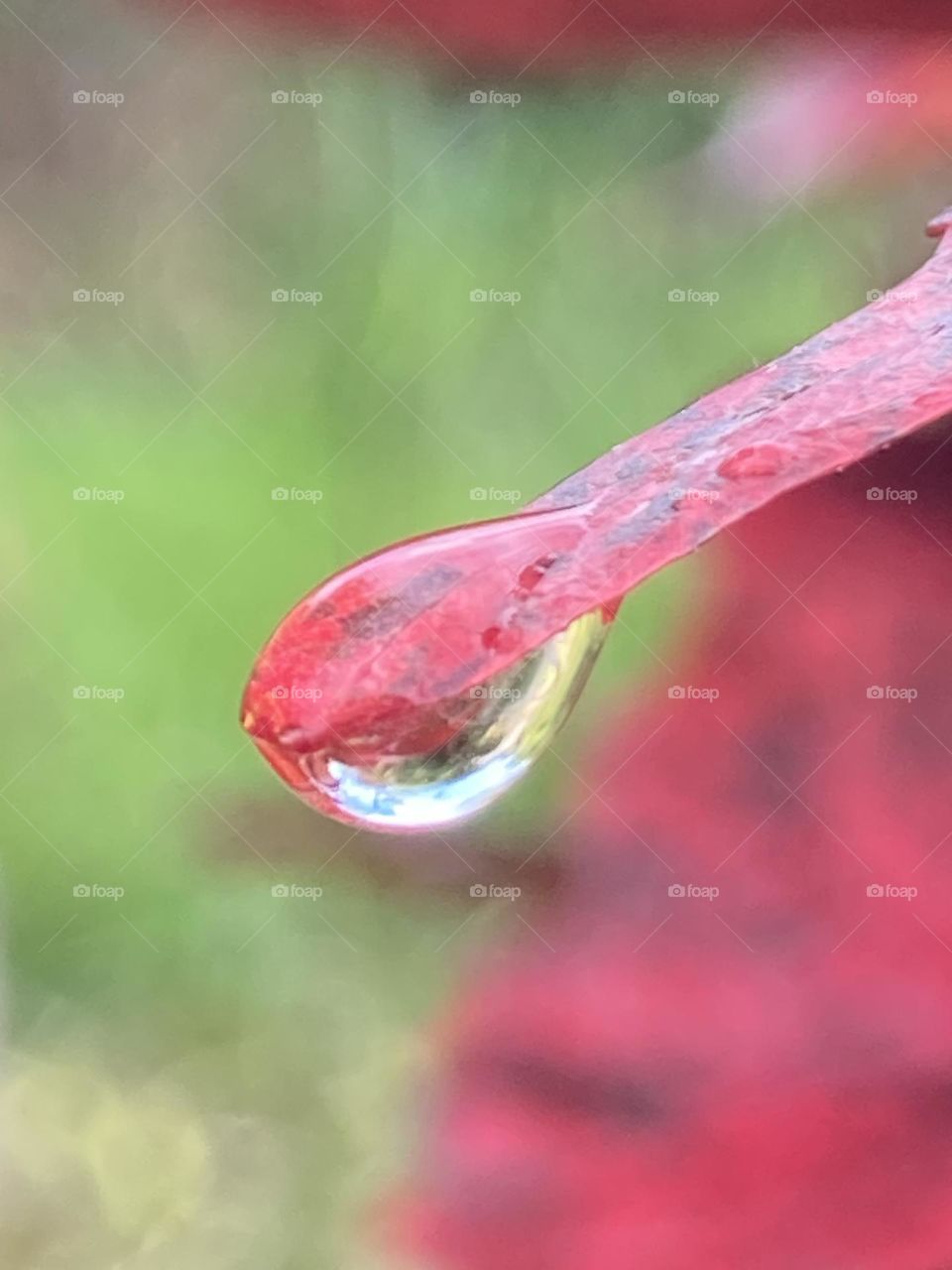 Folha colorida com formato diferente; ponta interessante abrigando perfeitamente uma gota de chuva após um temporal.
