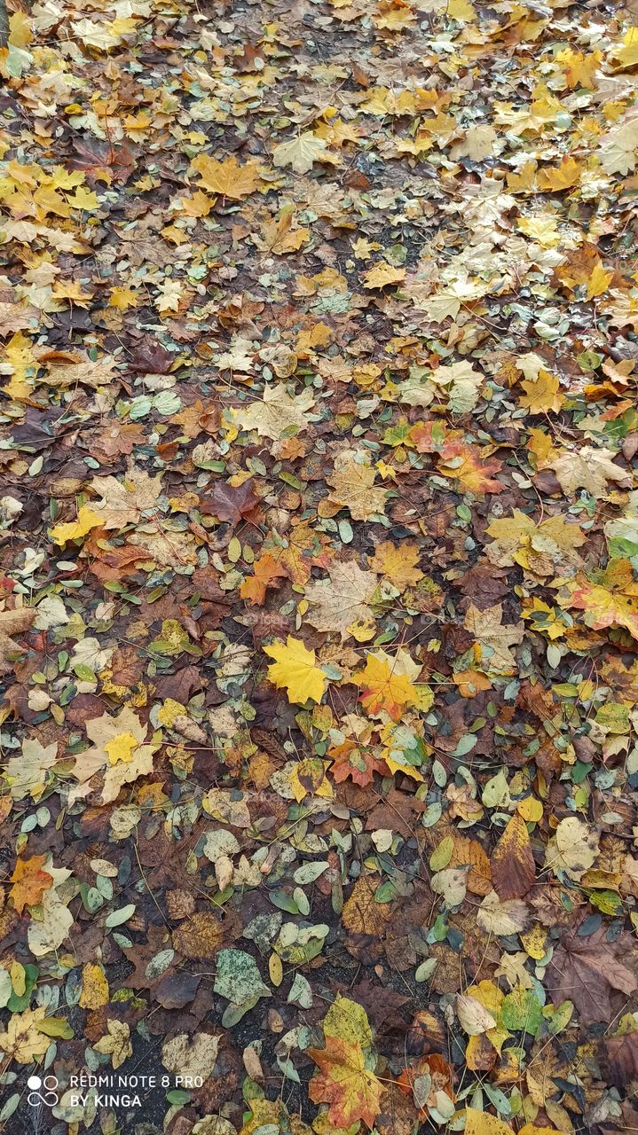 Autumn pattern with leaves..