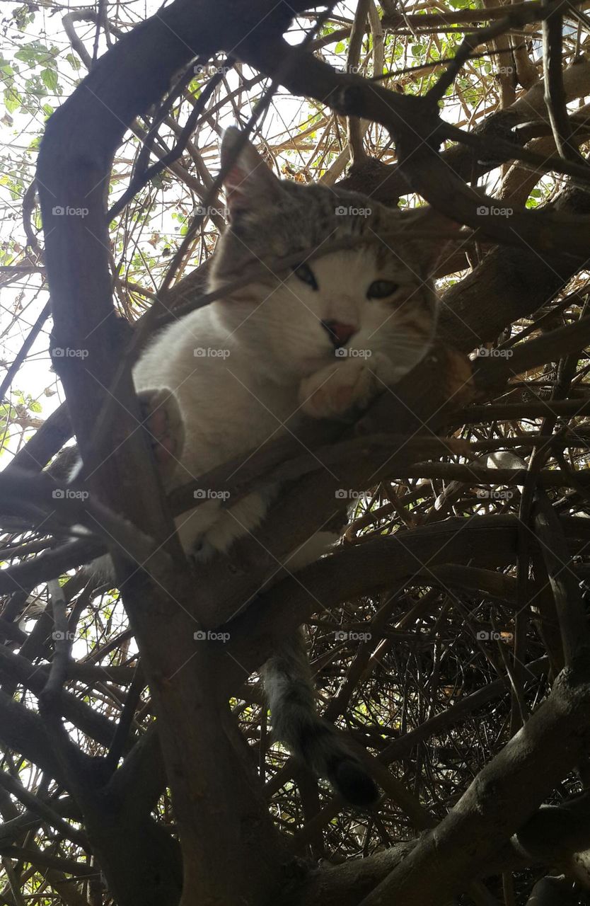 Poutchi on his favourite place (lantana tree) after lunch .. 😁😻😸