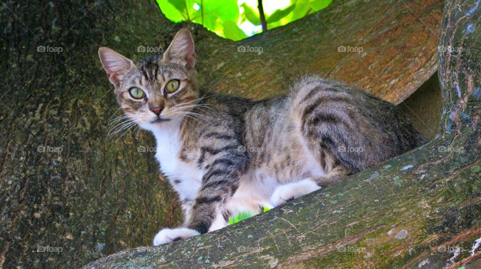 Cat in a tree