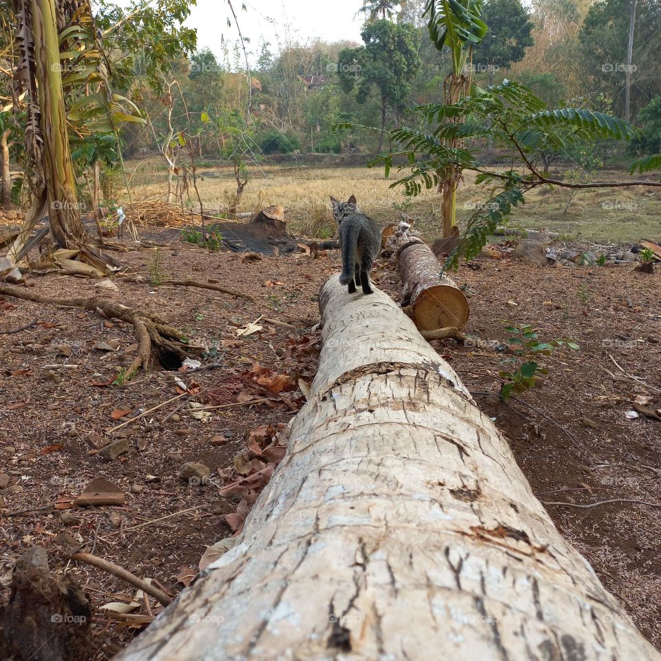 Cute kitten walking on a piece of wood