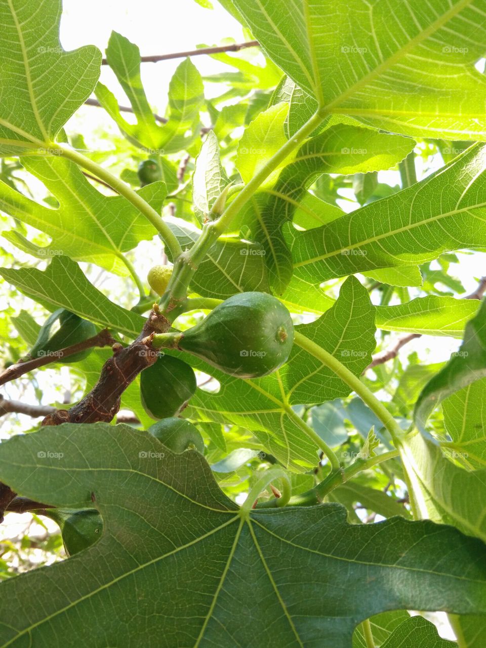 a green colored fig fruit ripening between the fig tree branches in a garden