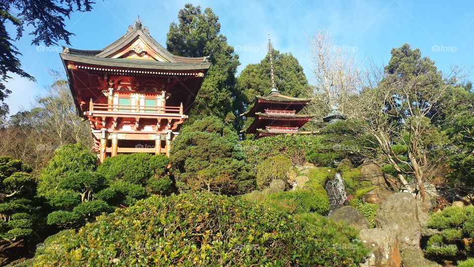 Japanese garden . Golden gate park 