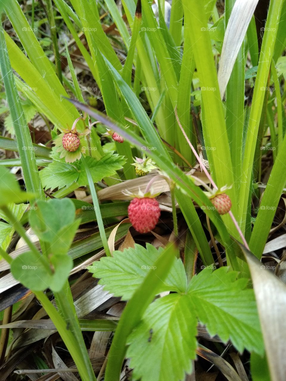 Bad Wildbad Schwarzwald