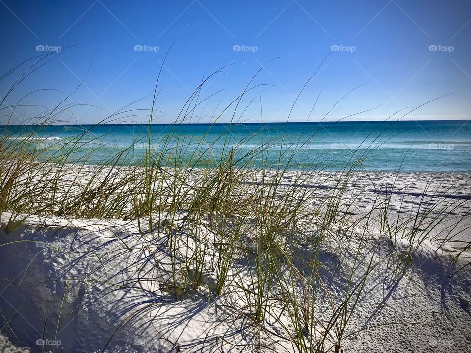 Grass blowing in the breeze on a beach