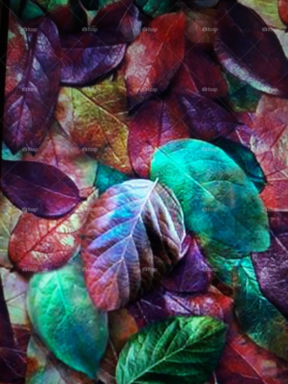 Different different colors of beautiful leafs.