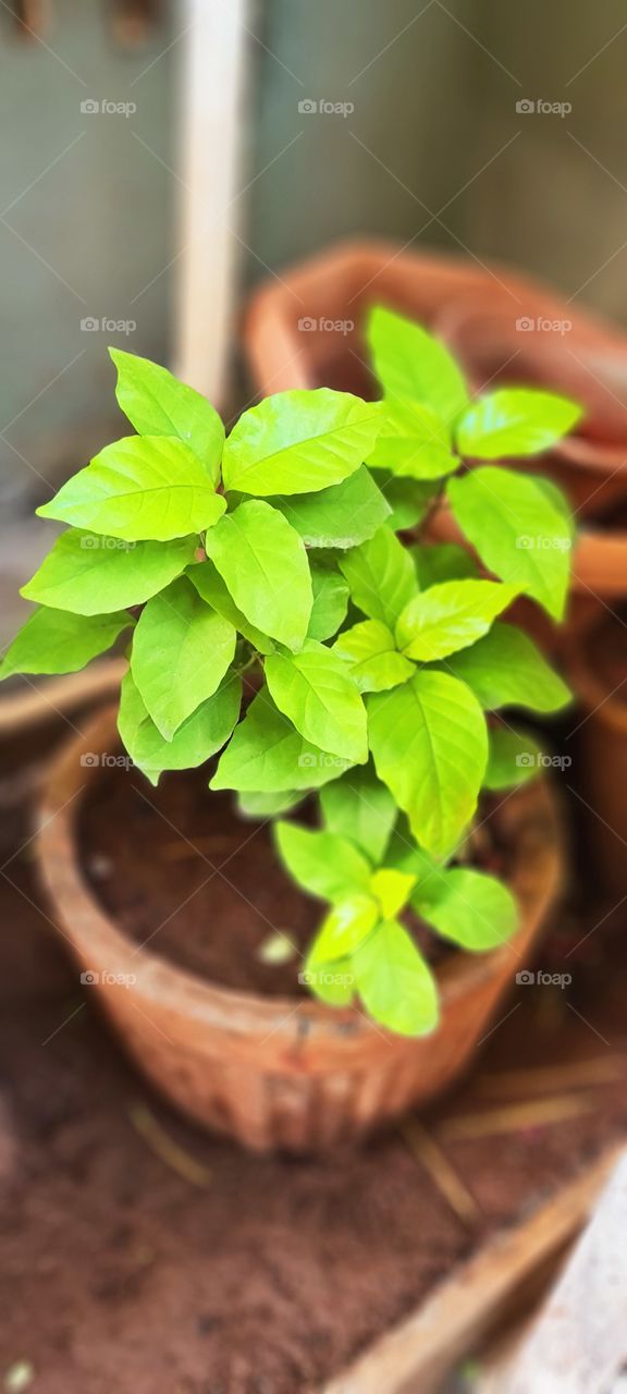 🍃🍂☘🍁leafy