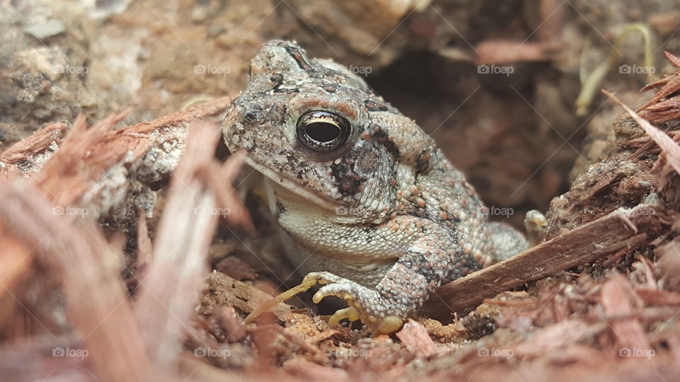 Fowler's toad peeking out of it's burrow in upstate South Carolina.