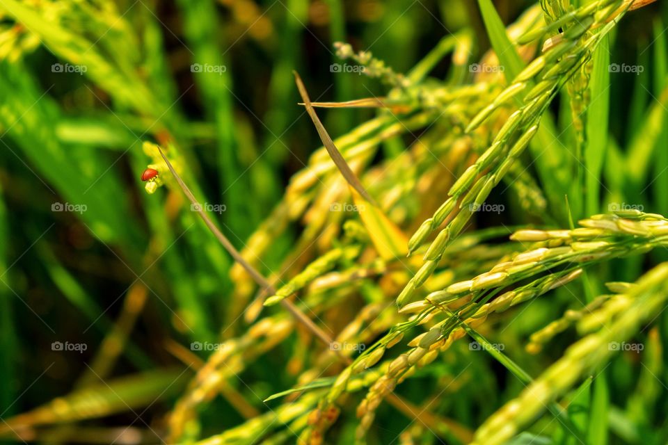 Bug life in the paddy field