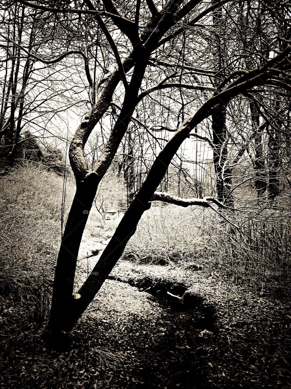 Dry trees in forest