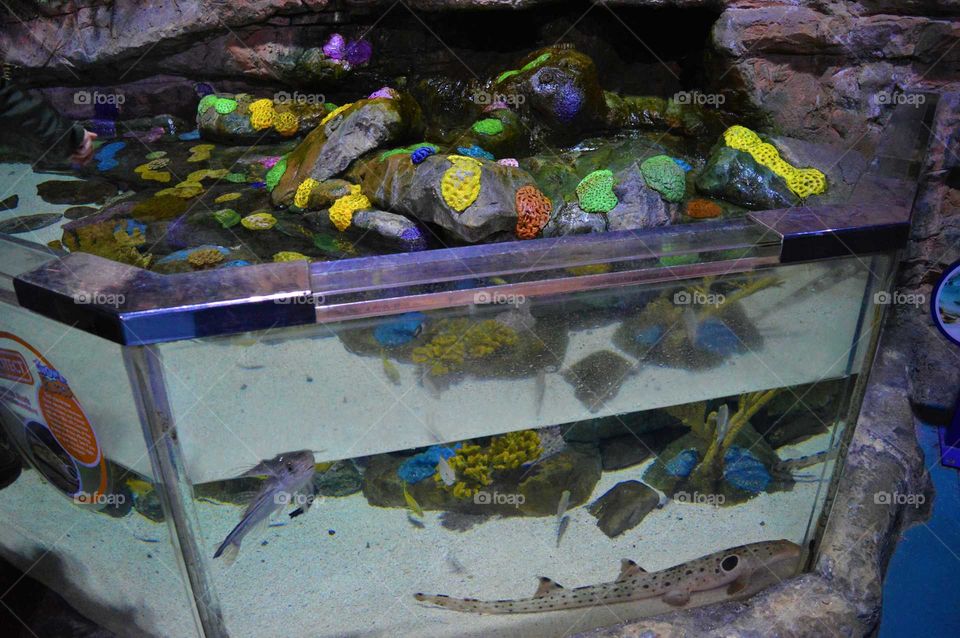 Coral reef in the Aquarium in Birmingham, UK