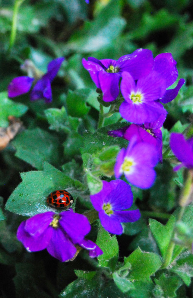 Lady bug