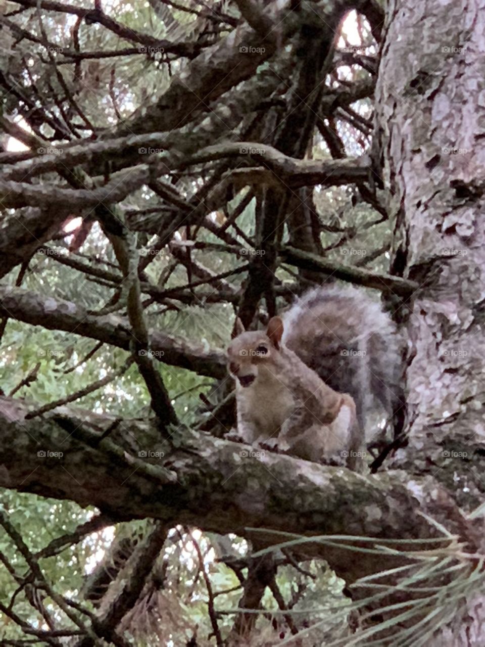 Friendly Squirrel 