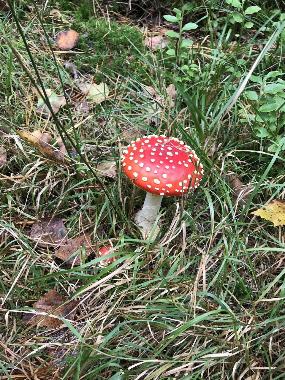 Wild nice mushroom 🍄