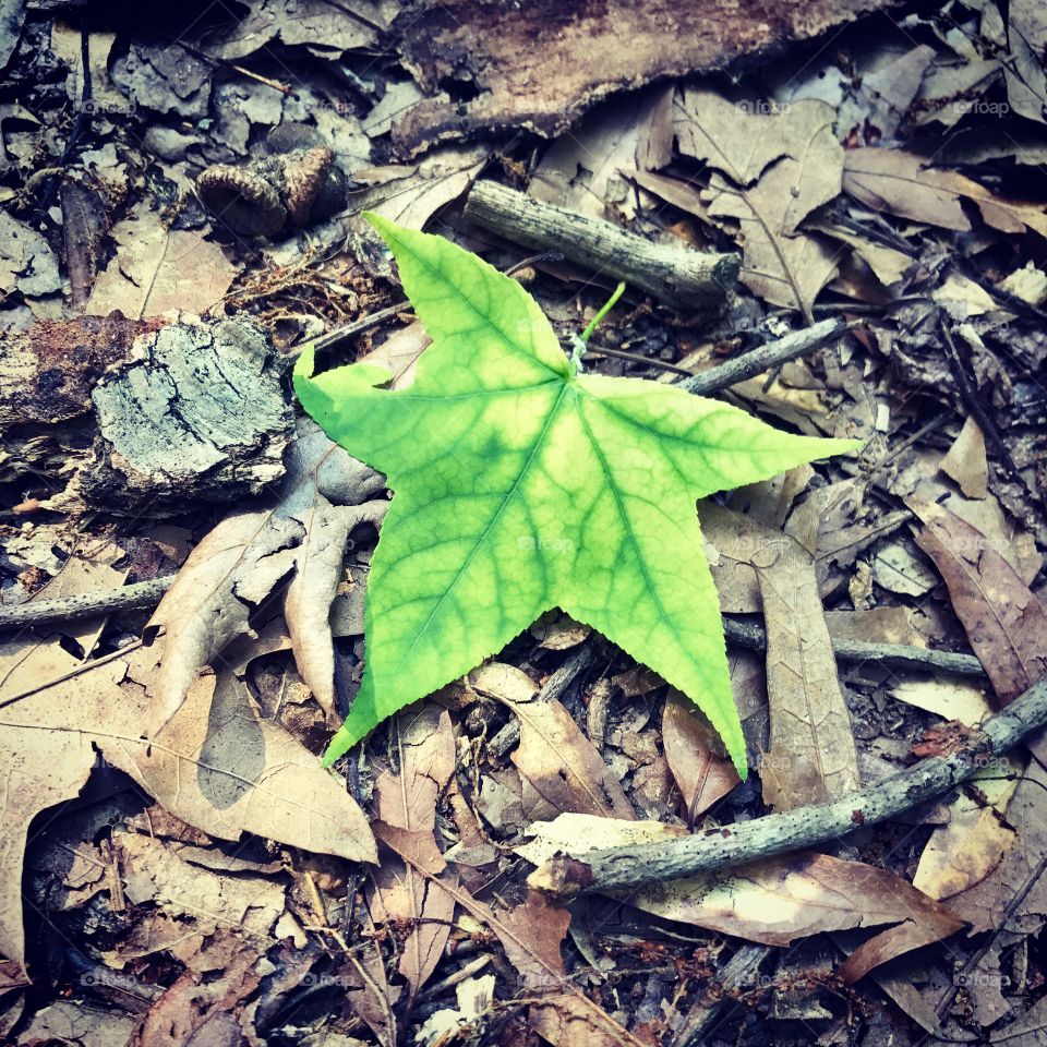 Leaf on the trail