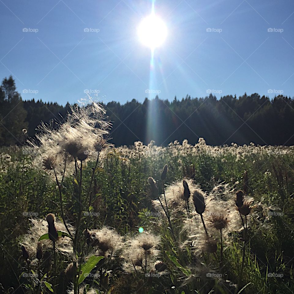 Fall in Norway. Lovely beautiful post summer