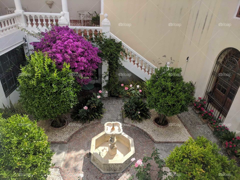Beautiful Purple Flowers and Shrubbery in the Courtyard at the American Legation Museum in Tangier, Morocco
