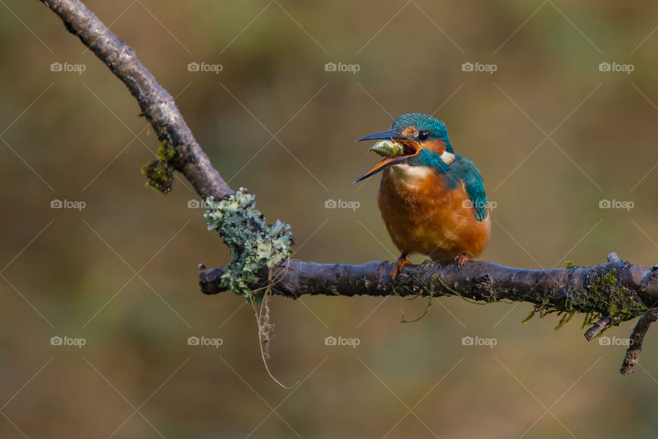 kingfisher