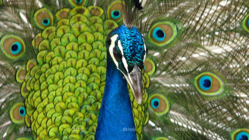 peacock