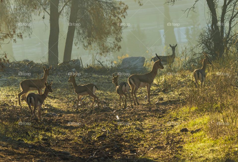 deers in jerusalem
