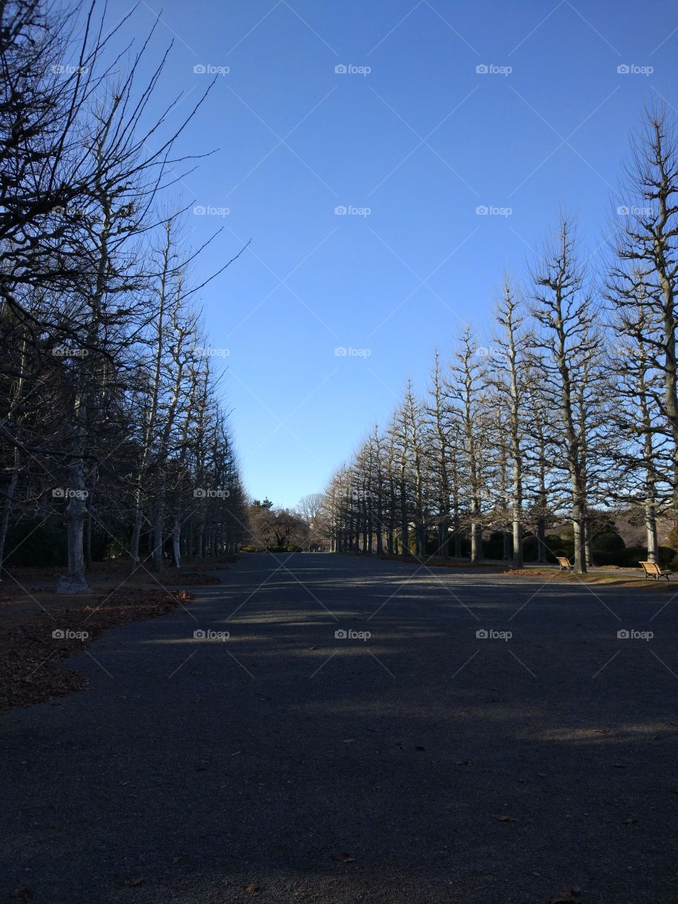 Tachikawa park,japan