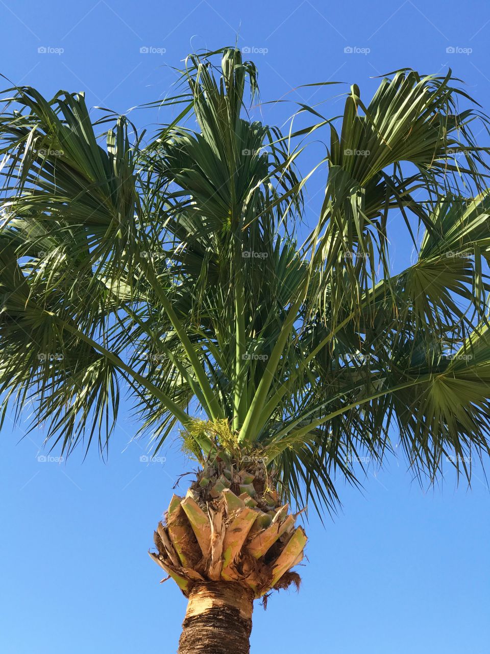 Palm Tree