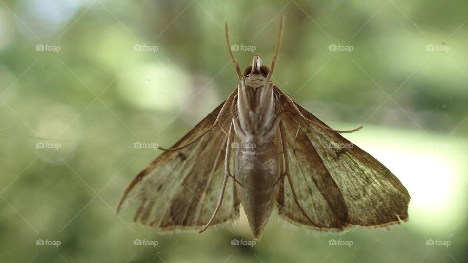 Closeup of underside of a moth focused on face eyes against bokeh light green background 