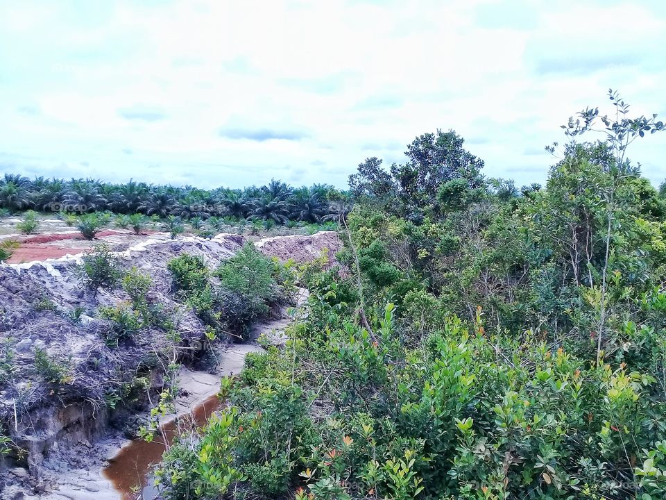 Ecosystem balance betwen oil palm plantations and conservation forests