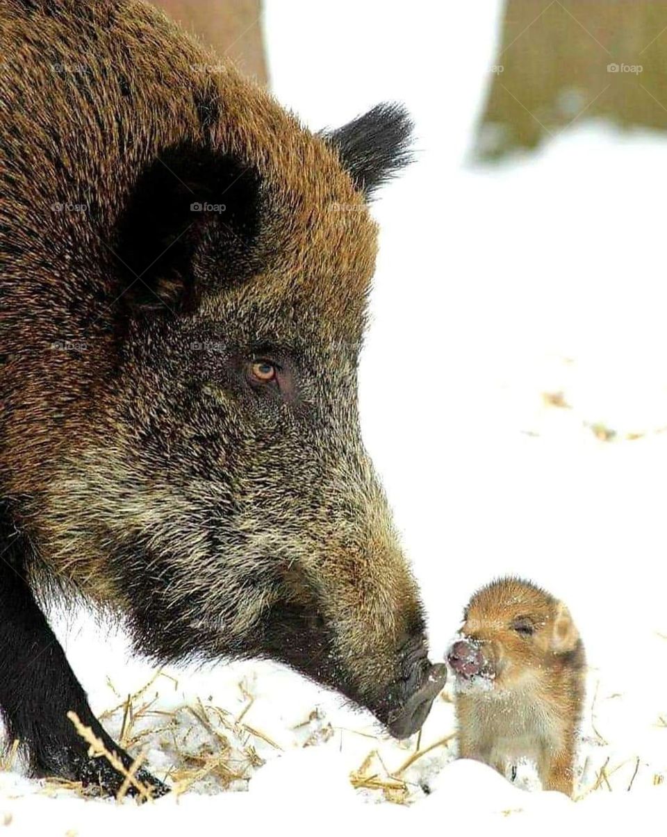 wild boar and his boar