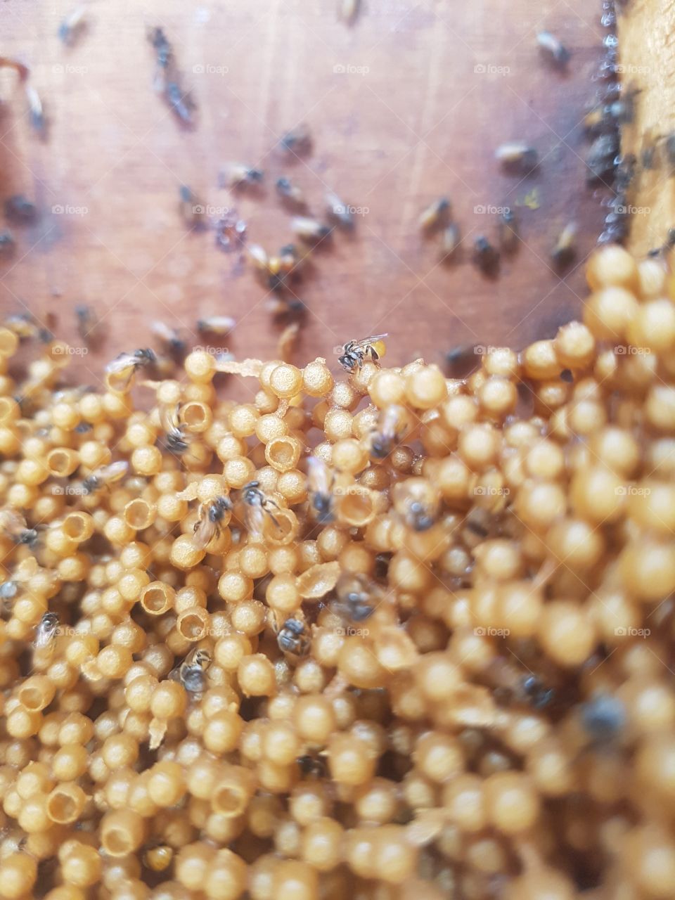 inside beehive with bee and eggs, larva
