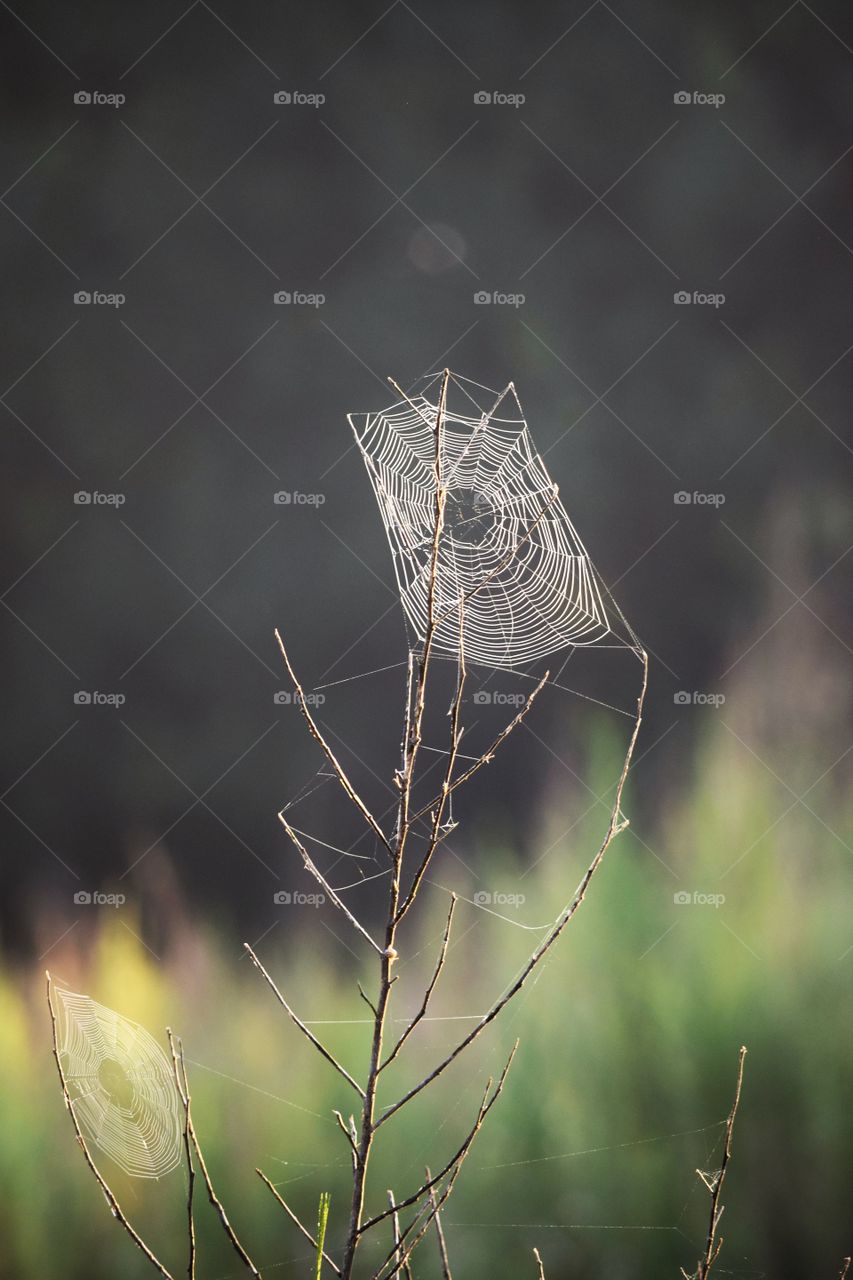 Spider web symmetry 