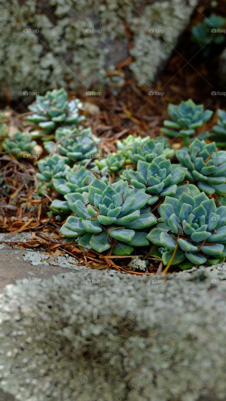 Close-up of succulent plant