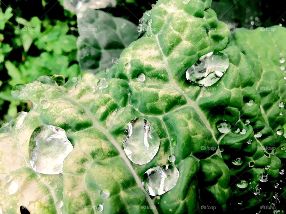 Drops