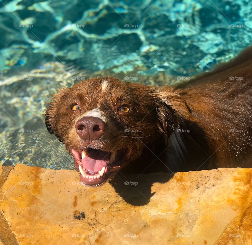 Border collie in pool 