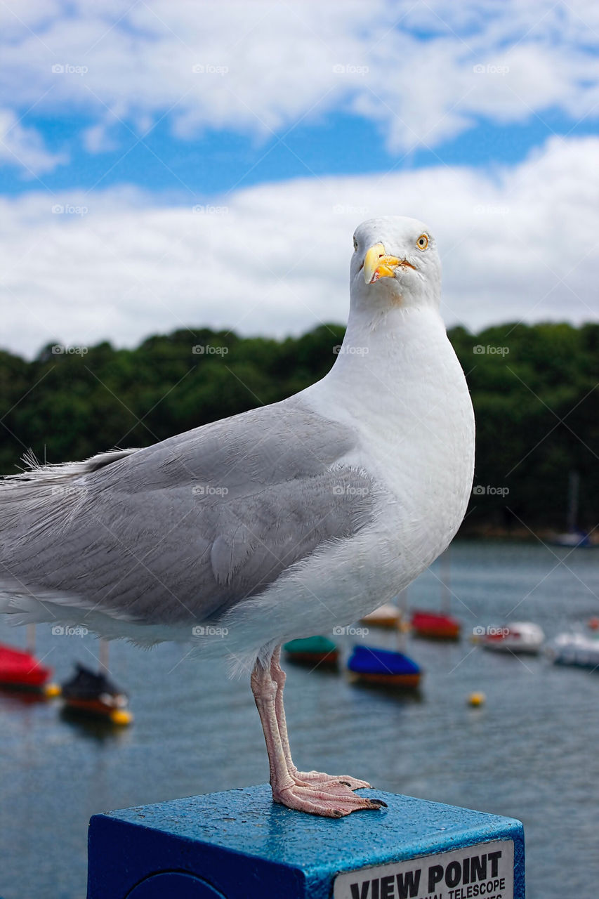 Seagull