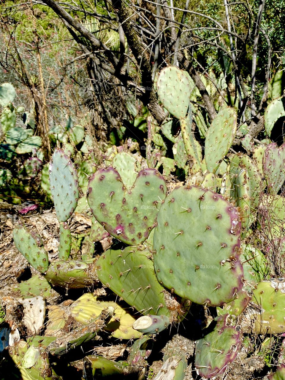 Cacti