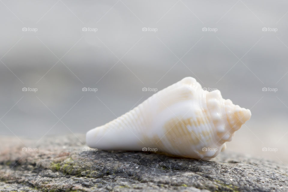 Close-up of cone shell