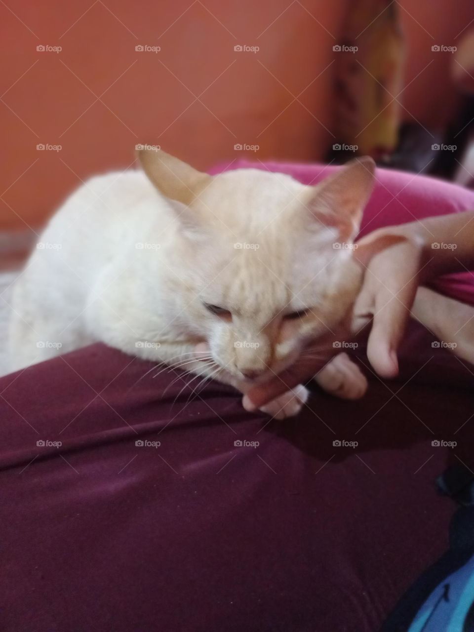 Orelhinhas triangulares. Meu gatinho  belo e fofo, tem  orelhinhas  pirâmides.