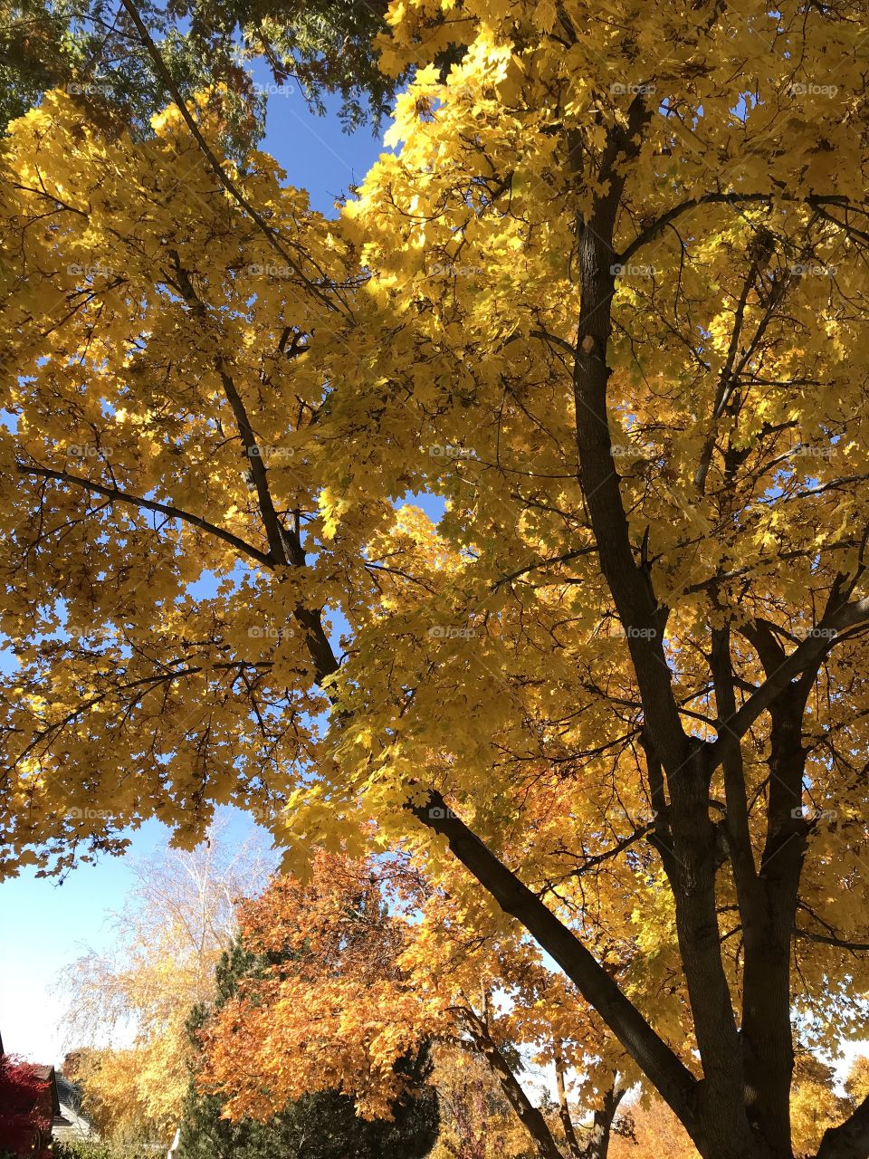 Fall leafy trees
