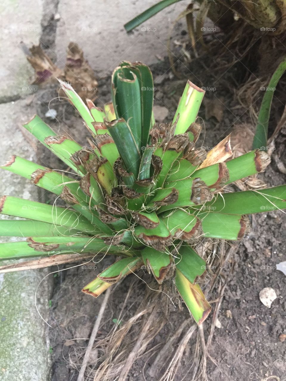 plant close-up