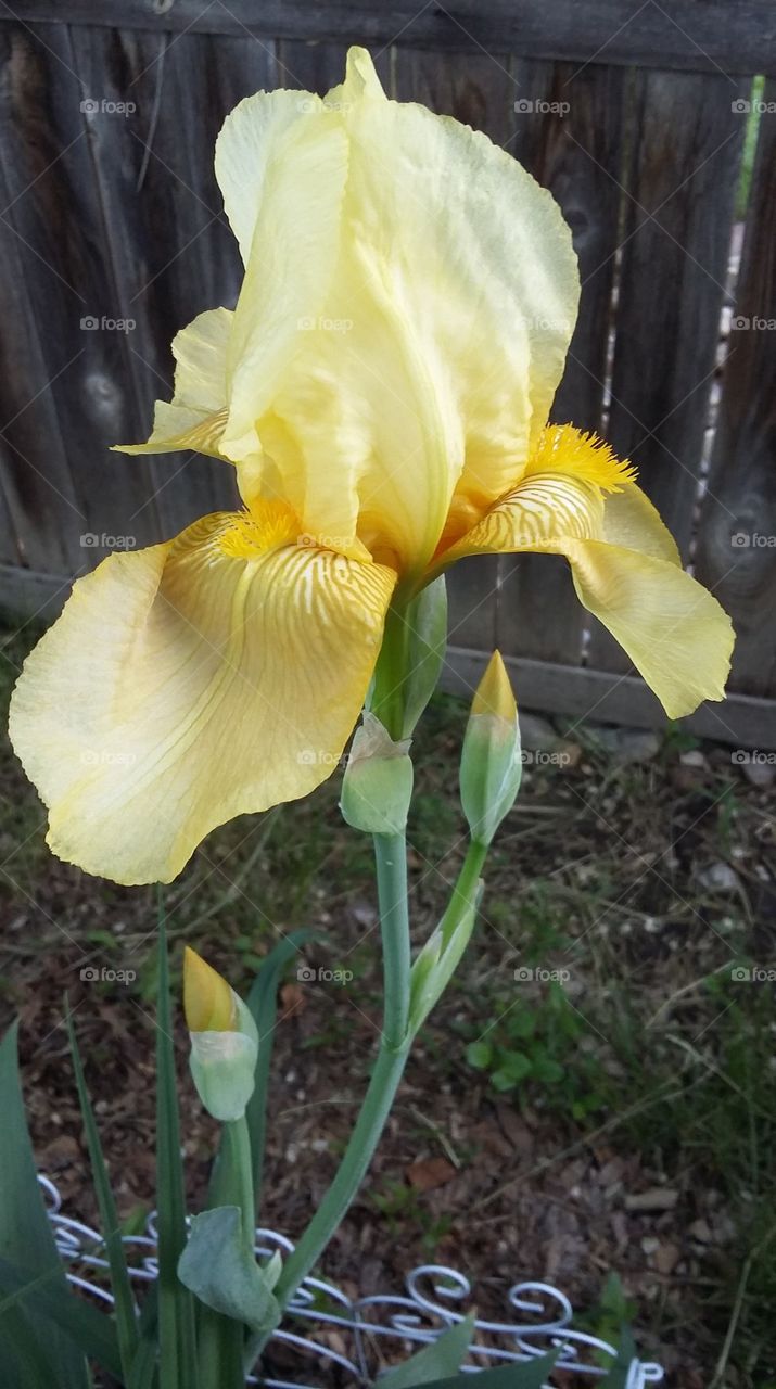 Iris