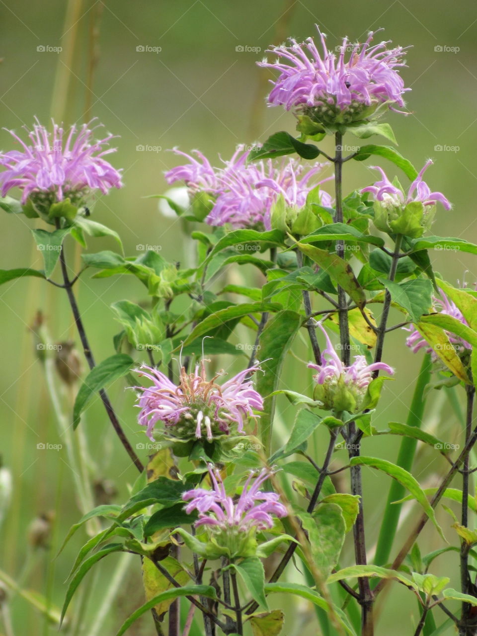 Nature, Leaf, Flower, Flora, Summer