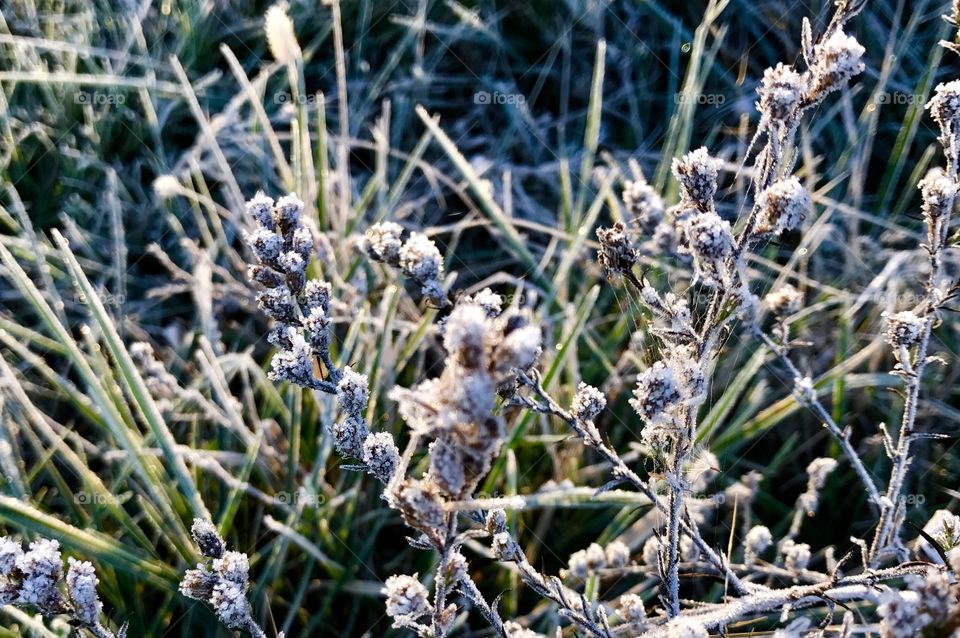 Winter Story, cold, winter, rural, frozen, sun, bright, crisp, crunchy, grass, frost, ice,