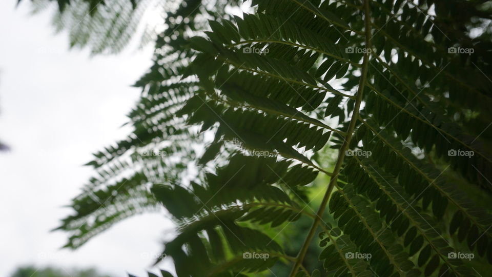 Leaves#trees#green#macro#nature#vegetation