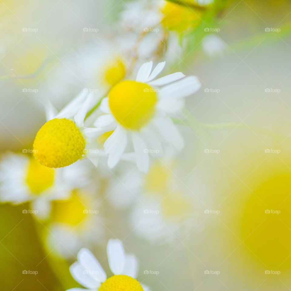 Lemon Daisies, 