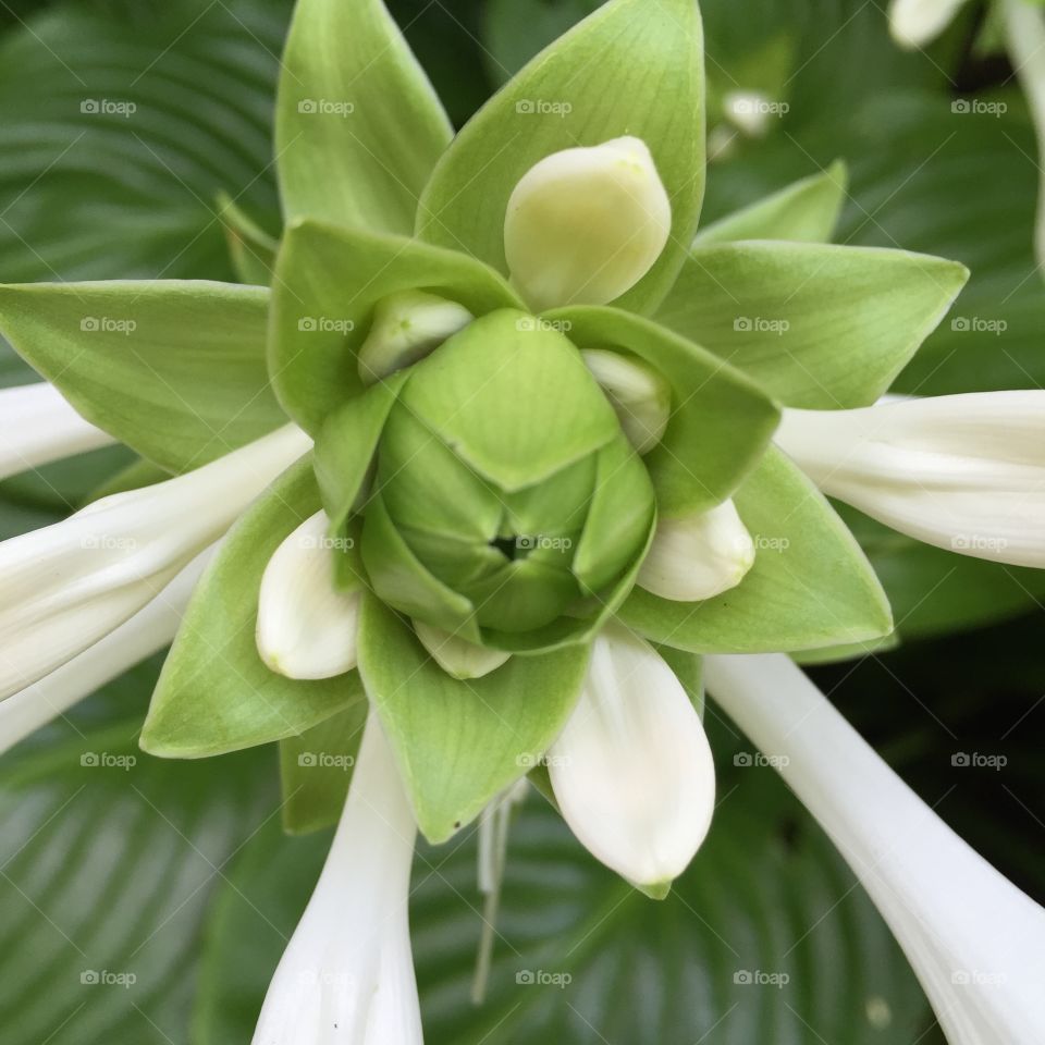 Green and white flower buds on hosta plant