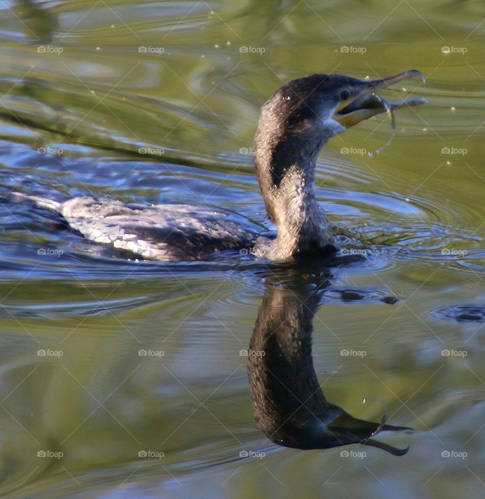Cormorant with a Fish